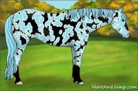 Horse Color:Watercolor Black Appaloosa