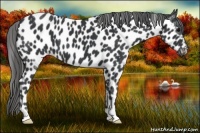 Horse Color:Black Appaloosa