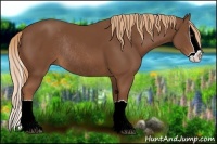 Horse Color:Chestnut Splash Rabicano