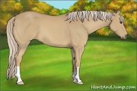 Horse Color:Palomino