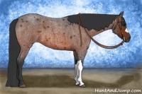 Horse Color:Bay Roan