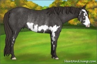 Horse Color:Liver Chestnut Splash Frame Rabicano