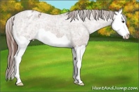 Horse Color:Chestnut Ice Splash Appaloosa 