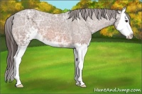 Horse Color:Bay Ice Sabino Splash Varnish