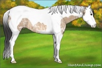 Horse Color:Bay Ice Dun Splash Tobiano Rabicano