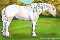 Horse Color:Silver Bay Dun Sabino Tobiano Snowcap 