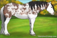 Horse Color:Bay Ice Splash 