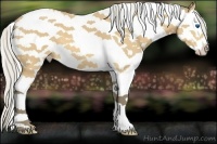 Horse Color:Silver Buckskin Splash Tobiano 
