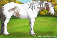 Horse Color:White Spotted Bay Tobiano Appaloosa Rabicano 