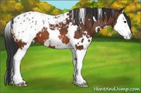 Horse Color:White Spotted Bay Sabino Splash Blanket 