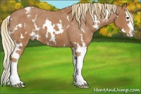 Horse Color:White Spotted Chestnut Sabino Splash Appaloosa 