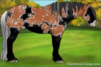 Horse Color:White Spotted Bay Splash