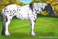 Horse Color:White Spotted Black Tobiano Blanket