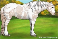 Horse Color:White Spotted Chestnut Splash Tobiano Appaloosa