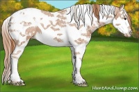 Horse Color:White Spotted Chestnut Ice Splash Tobiano Appaloosa 