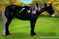 Horse Color:White Spotted Bay Splash Appaloosa
