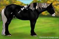 Horse Color:White Spotted Bay Splash Varnish 