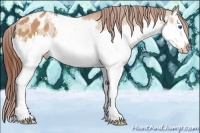 Horse Color:Bay Dun Sabino Splash Appaloosa 