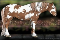 Horse Color:White Spotted Chestnut Splash Tobiano