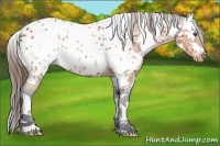 Horse Color:Bay Sabino Splash Tobiano Near Leopard 