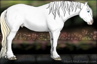 Horse Color:White Spotted Buckskin Splash Appaloosa 