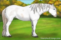 Horse Color:Bay Sabino Splash Tobiano Appaloosa 