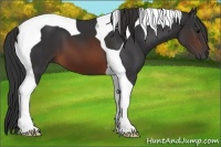 Horse Color:Brown Tobiano
