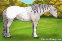 Horse Color:Nacre Bay Appaloosa 