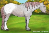 Horse Color:Painted Brown Appaloosa 