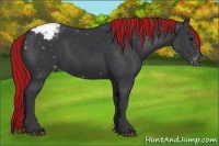 Horse Color:Painted Black Appaloosa 