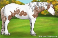 Horse Color:Chestnut Ice Splash Tobiano Appaloosa 