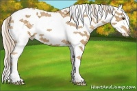 Horse Color:Palomino Sabino Splash Appaloosa 