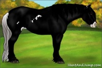 Horse Color:Bay Sabino Splash Appaloosa 