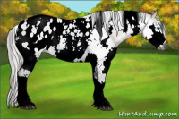 Horse Color:Gray White Spotted Bay Splash Appaloosa