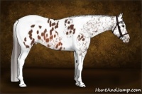 Horse Color:Bay Sabino Tobiano Appaloosa
