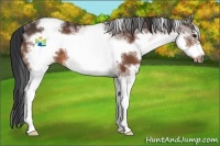 Horse Color:White Spotted Brown Sabino Frame Rabicano 
