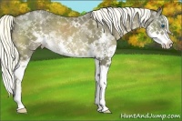 Horse Color:White Spotted Liver Chestnut Splash 