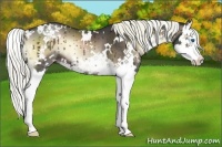 Horse Color:White Spotted Liver Red Onyx Sabino Splash 