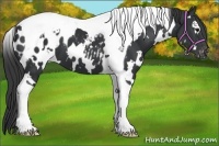 Horse Color:White Spotted Black Tobiano Appaloosa 