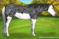 Horse Color:Black Ice Splash 