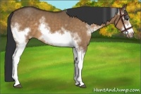 Horse Color:White Spotted Bay Dun Frame 