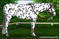 Horse Color:Blue Roan Appaloosa 