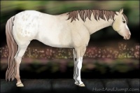 Horse Color:Red Dun Appaloosa Rabicano Brindle 