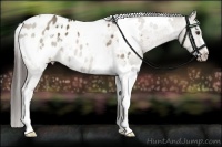 Horse Color:White Spotted Liver Red Dun Appaloosa 