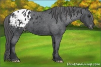 Horse Color:Black Appaloosa 