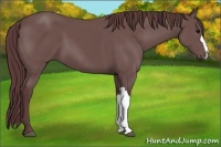 Horse Color:Chocolate Black