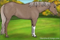 Horse Color:Chocolate Silver Grullo 