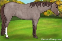 Horse Color:Chocolate Smoky Grullo Roan