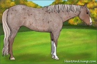 Horse Color:Chocolate Silver Blue Roan 