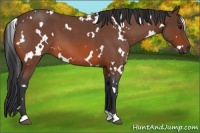 Horse Color:White Spotted Bay Roan